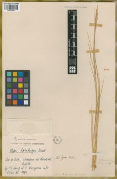 Ejemplar Stipa leptostachya Griseb.