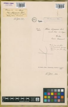 Ejemplar Chloris salzmannii Steud.
