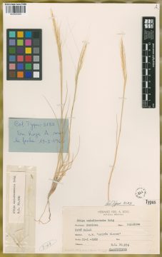 Ejemplar Stipa malalhuensis F. A. Roig