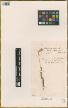 Ejemplar Echinolaena scabra Kunth