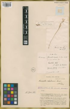 Ejemplar Nassella ramosa E. Desv.