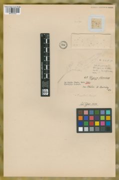 Ejemplar Polygonon flavescens J. Presl