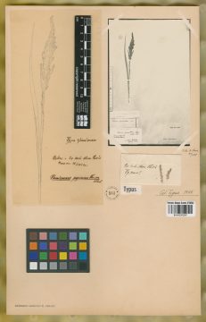 Ejemplar Panicum pycnanthum Steud.