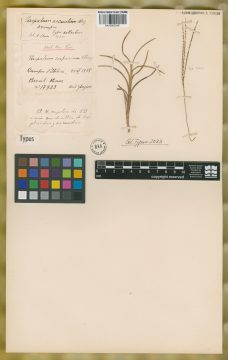 Ejemplar Paspalum arcuatum Mez