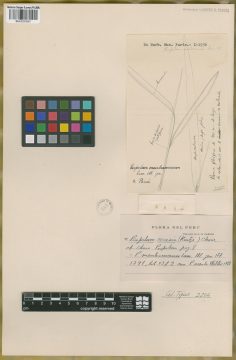 Ejemplar Paspalum membranaceum Lam.