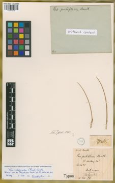 Ejemplar Poa pubiflora Benth.