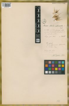 Ejemplar Avena sterilis L.