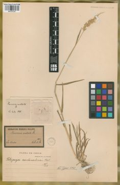 Ejemplar Polygonon cachinalensis Phil.