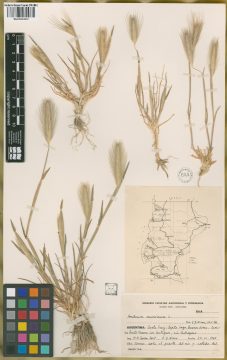 Ejemplar Hordeum murinum L.