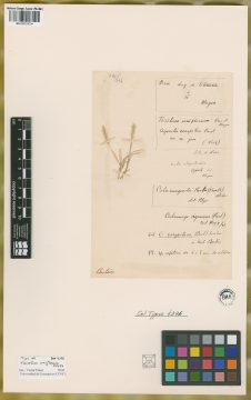 Ejemplar Trisetum uniflorum Meyen