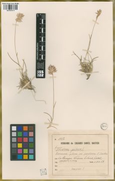 Ejemplar Erioneuron pilosum (Buckley) Nash var. parodianum E. A. Sánchez