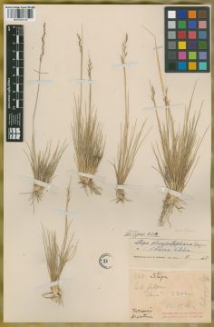 Ejemplar Stipa plagiostephana Speg.