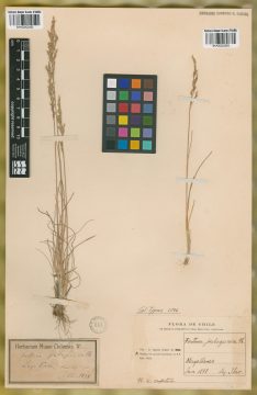 Ejemplar Festuca patagonica Phil.