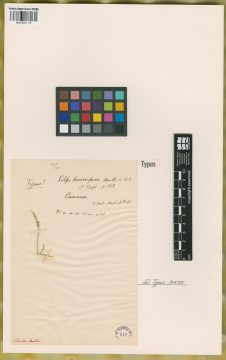 Ejemplar Vilfa humifusa Kunth