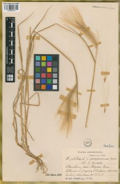 Ejemplar Hordeum jubatum L. var. pampeanum Hauman