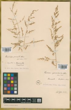 Ejemplar Panicum gynerioides (Griseb.) Pilg.