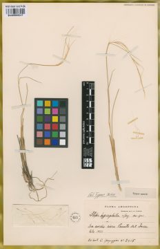 Ejemplar Stipa hypsophila Speg.