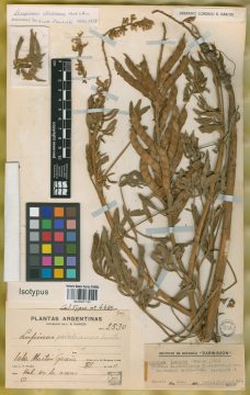 Ejemplar Lupinus parodianus C.P. Sm.