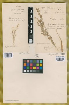 Ejemplar Panicum junceum Nees