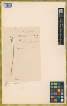 Ejemplar Danthonia breviseta Hack.