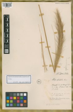 Ejemplar Stipa filifolia Nees