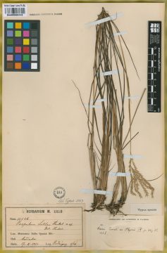 Ejemplar Paspalum lilloi Hack.