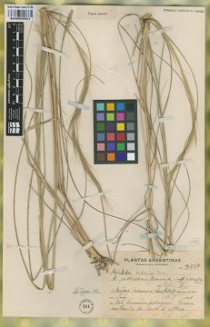 Ejemplar Aristida pedroensis Henrard