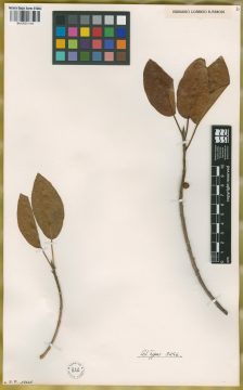 Ejemplar Ficus monckii Hassler var. martinianus Parodi