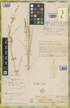 Ejemplar Agrostis rosea Griseb.