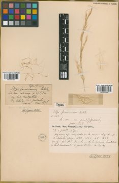Ejemplar Stipa formosa Delile