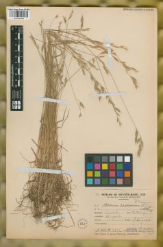 Ejemplar Bromus racemosus L.