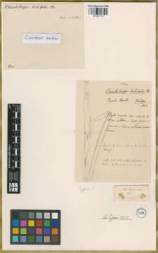 Ejemplar Chaetotropis latifolia Phil.