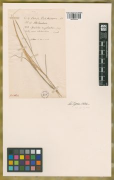 Ejemplar Sporobolus cryptandrus (Torr.) A. Gray