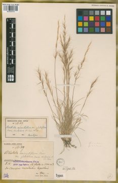 Ejemplar Aristida minutiflora Caro var. glabriflora Caro