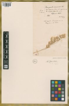 Ejemplar Phragmites communis Trin.