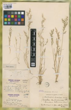 Ejemplar Deschampsia looseriana Parodi