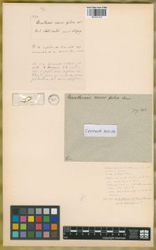 Ejemplar Danthonia aureofulva E. Desv.