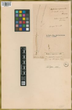Ejemplar Diplachne rigescens J. Presl