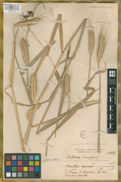 Ejemplar Triticum macha Dekarp. & Menabde