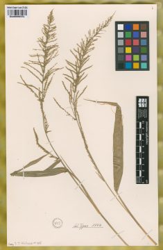 Ejemplar Panicum milleflorum Hitchc. & Chase