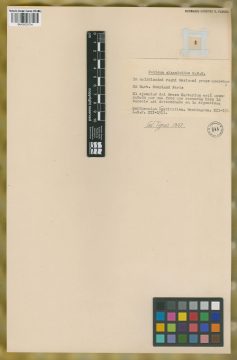 Ejemplar Panicum zizanioides Kunth