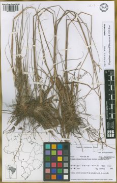 Ejemplar Paspalum schesslii Bonasora & G.H. Rua