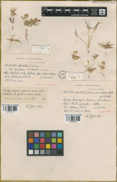 Ejemplar Distichlis spicata (L.) Greene var. andina Beetle