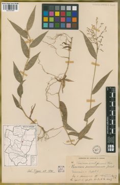 Ejemplar Panicum enneaneurum  Griseb.
