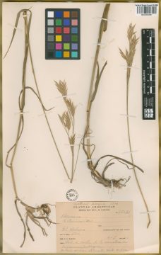 Ejemplar Bromus stamineus E. Desv.