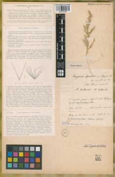 Ejemplar Deyeuxia splendens Brongn.