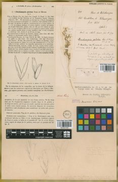 Ejemplar Deschampsia pulcra Nees & Meyen