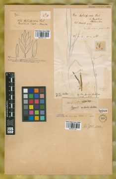 Ejemplar Poa holciformis J. Presl