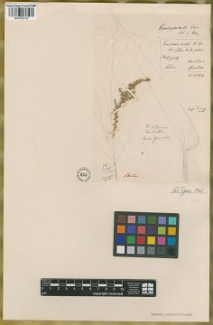 Ejemplar Panicum rude Nees
