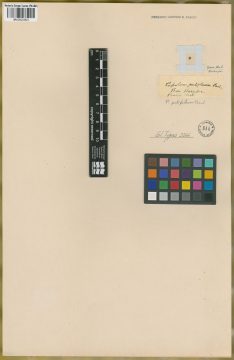 Ejemplar Paspalum pubifolium J. Presl